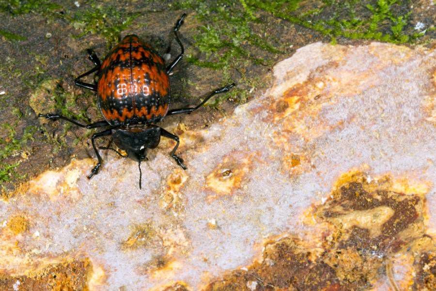 橙色和黑色讨人喜欢的木耳甲虫在苔藓覆盖的岩石上休息＂width=