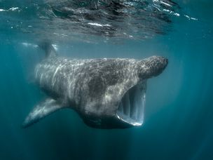 Basking Shark（Cetorhinus Maximus），水下景观，巴尔的摩，科克，爱尔兰