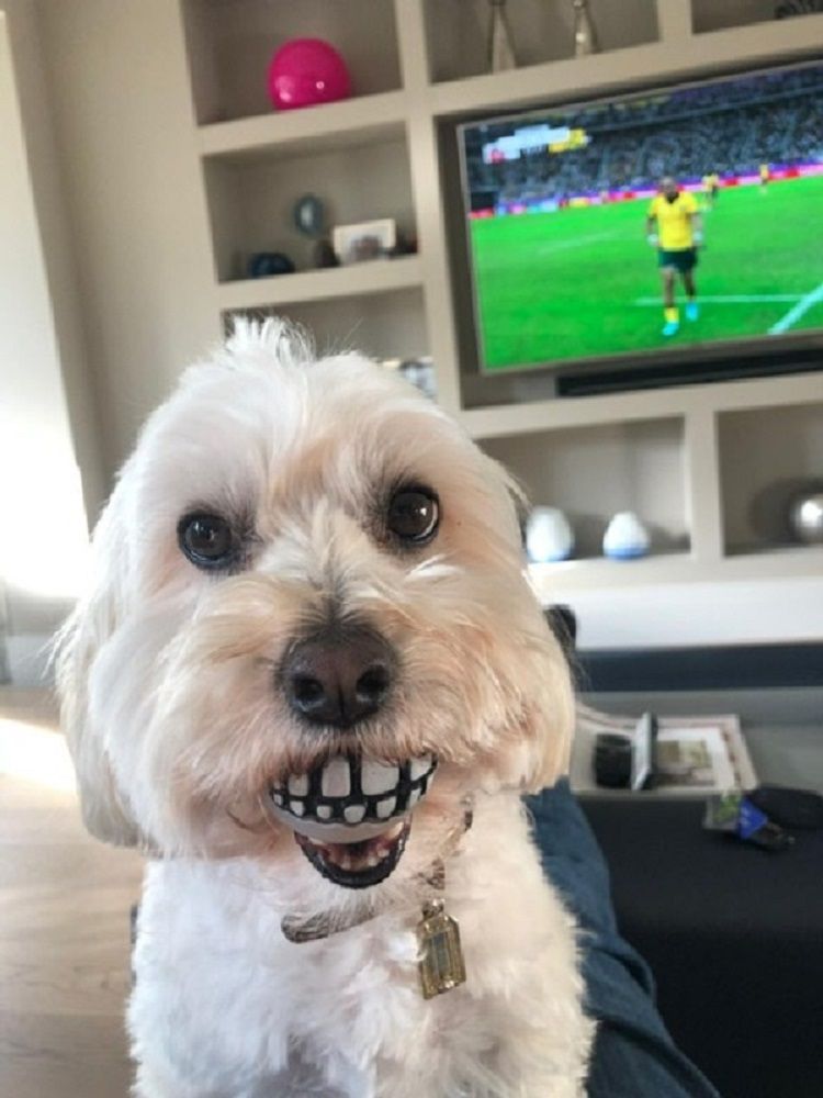 牙齿滑稽的狗