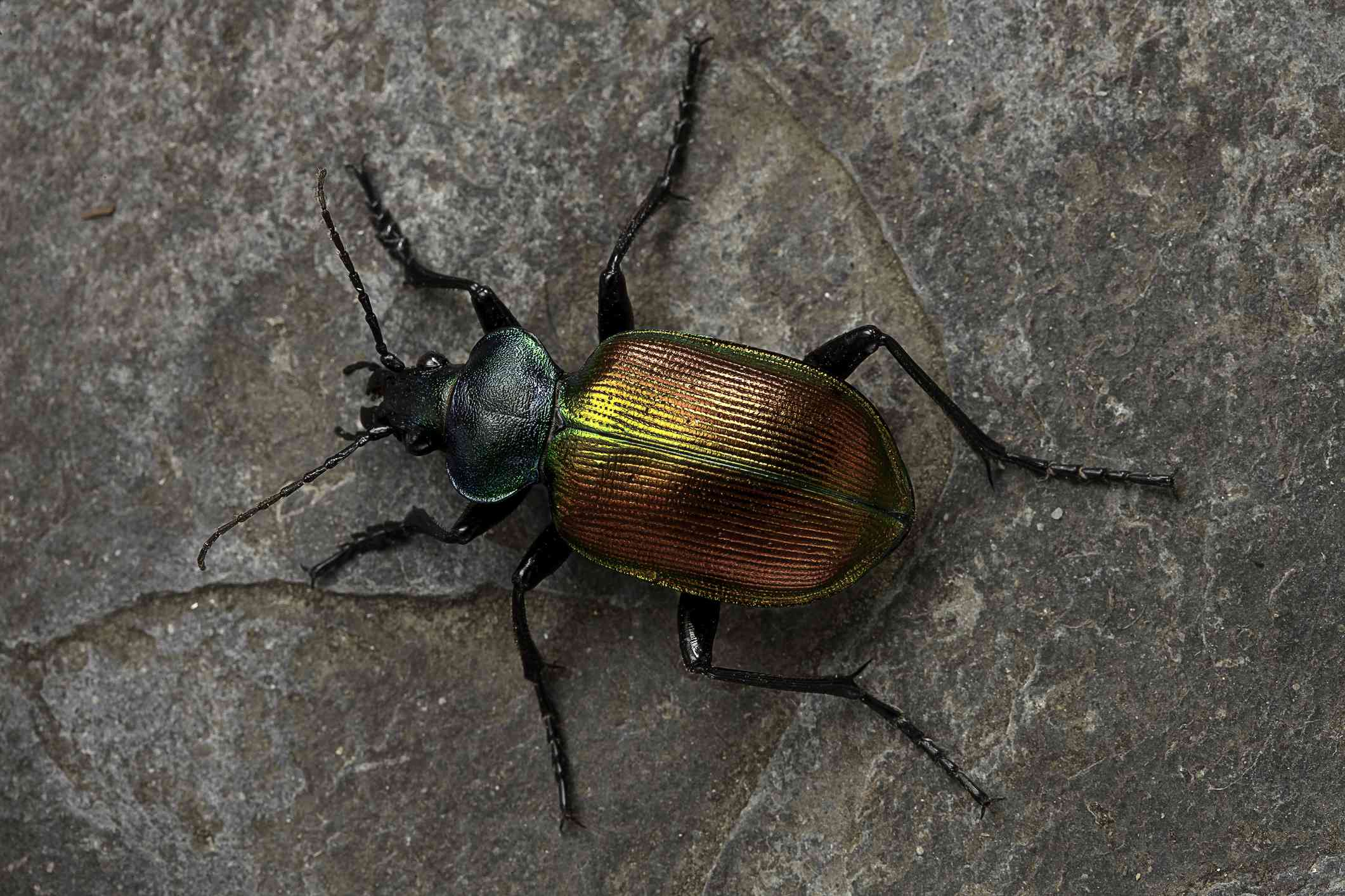 Calosoma Sycophanta，甲虫