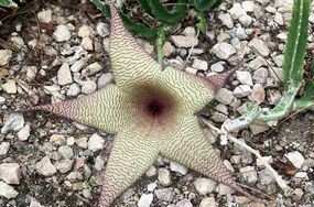 Stapelia gigantea多汁腐肉植物在岩石土壤中生长