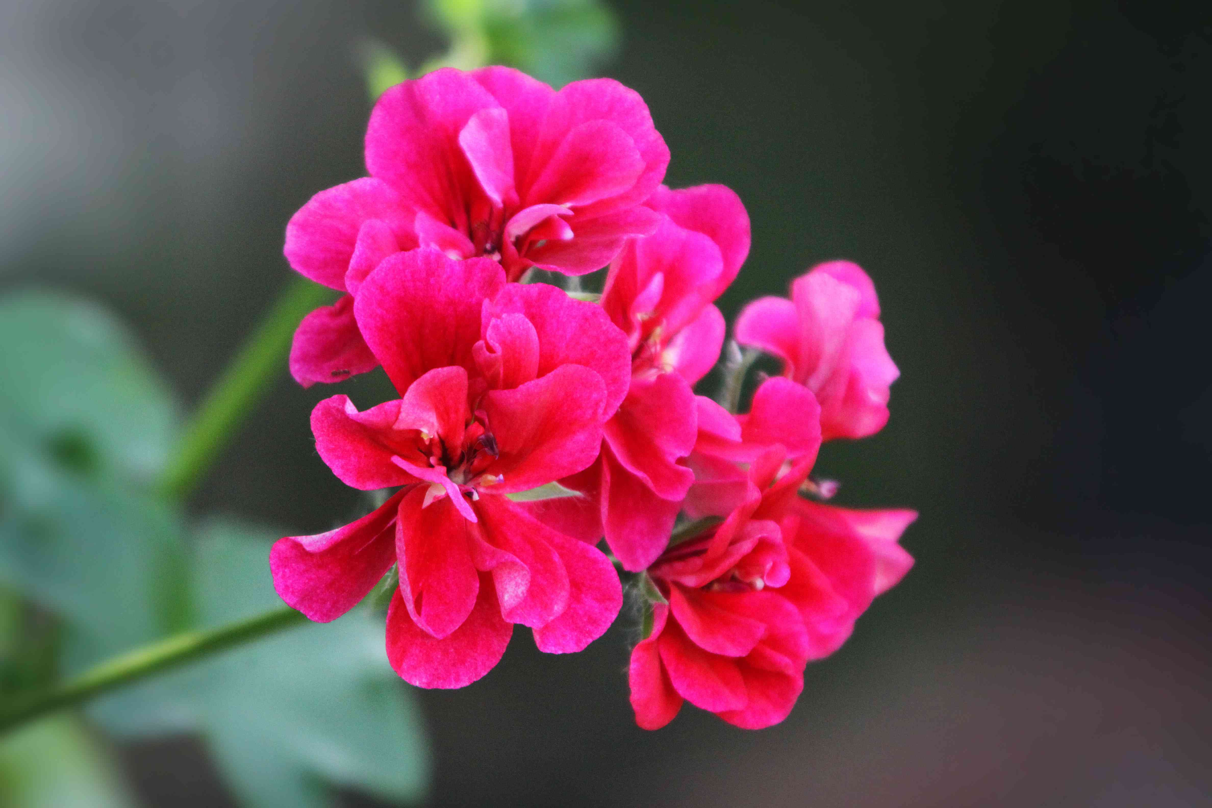 花园里一些亮粉色天竺葵的特写。