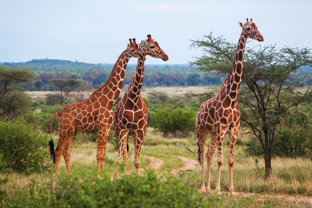 三只长颈鹿凝视着非洲大草原＂width=