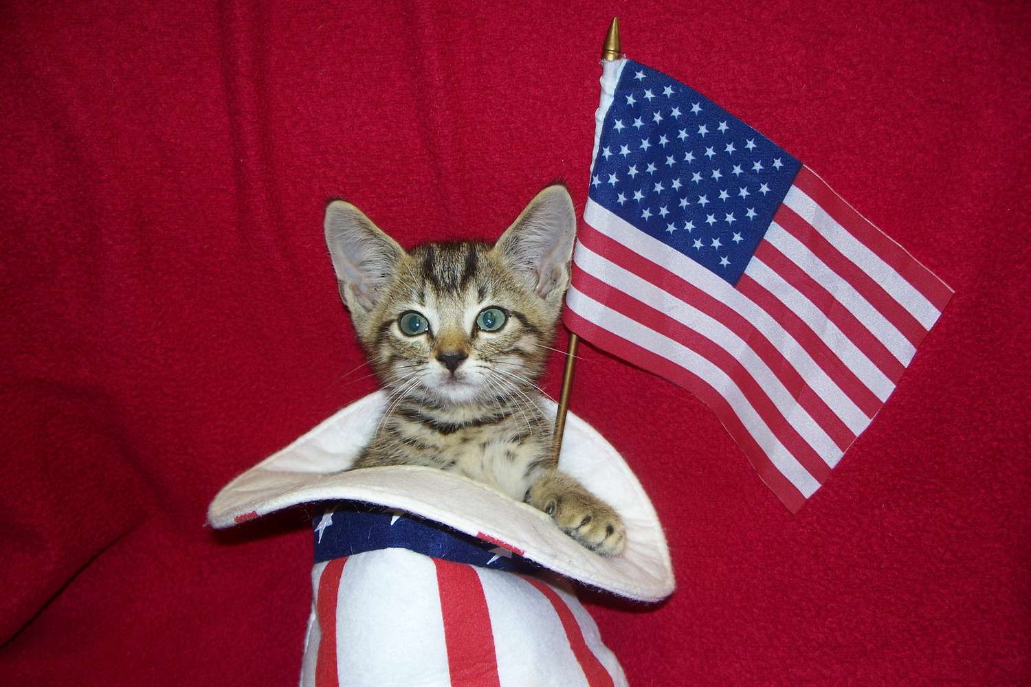虎斑猫在山姆大叔帽子挥舞着美国国旗