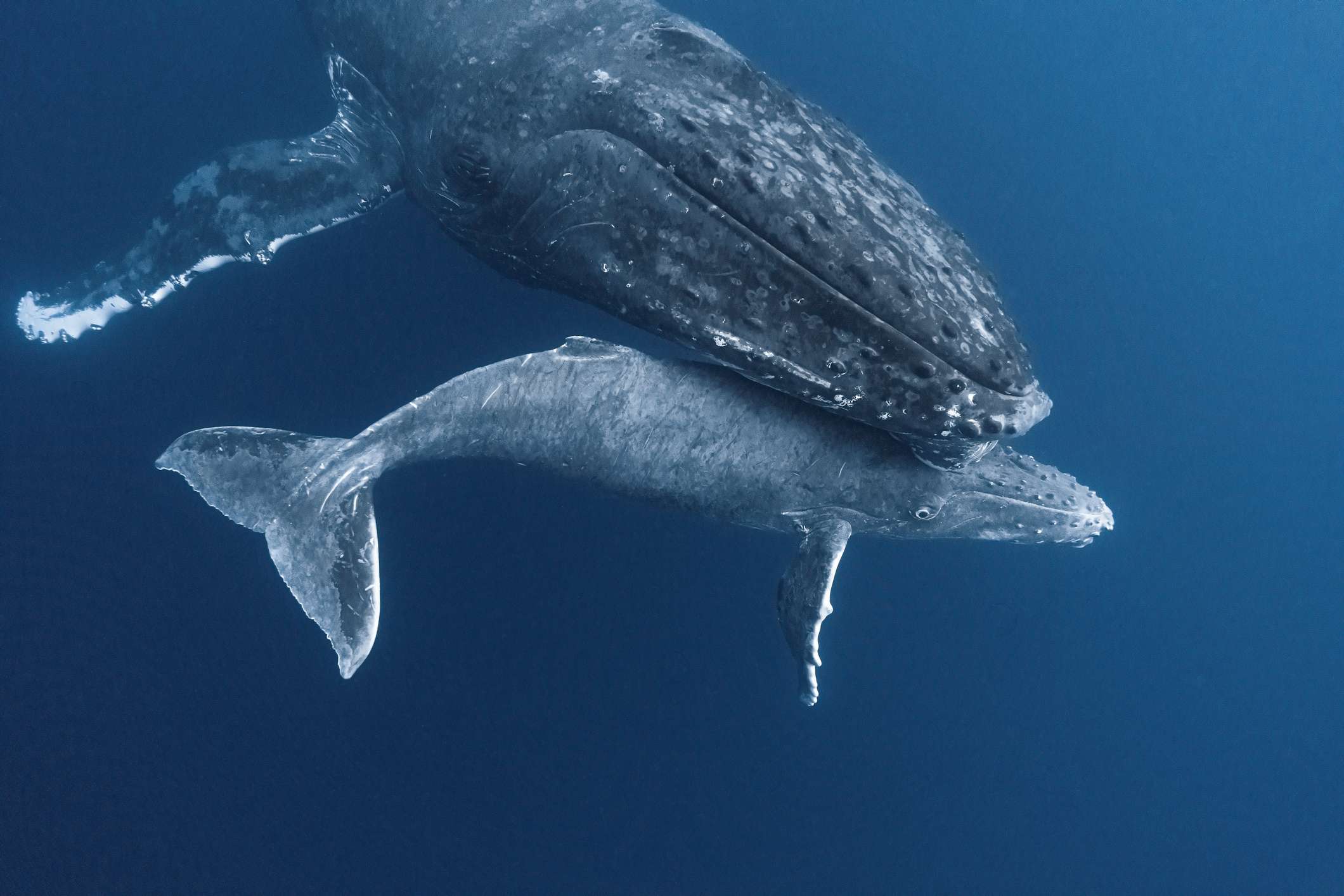 汤加的母亲和婴儿座头鲸
