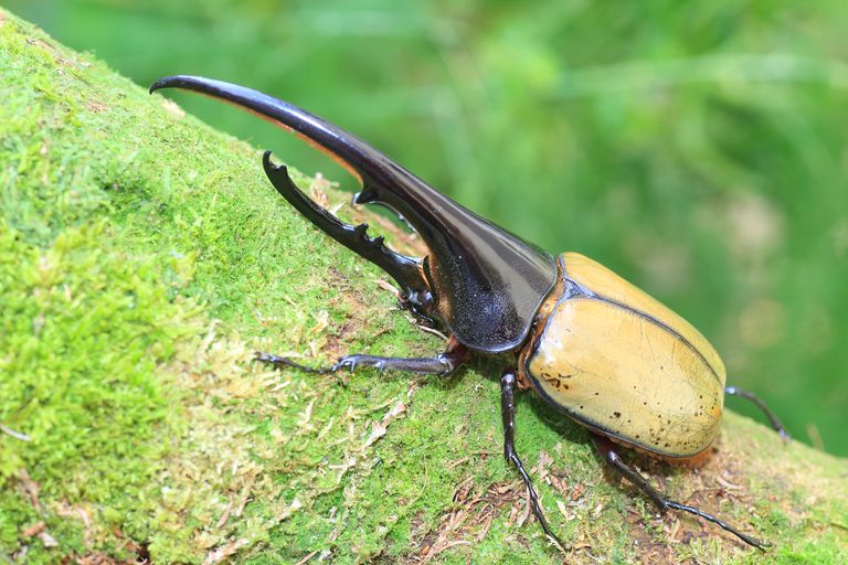 一只黑黄相间的大力神甲虫在绿色的苔藓表面休息