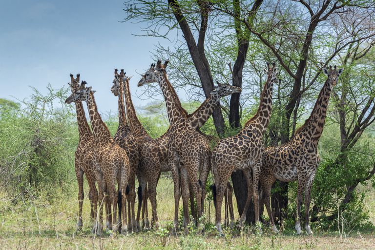 长颈鹿群在坦桑尼亚非洲“class=