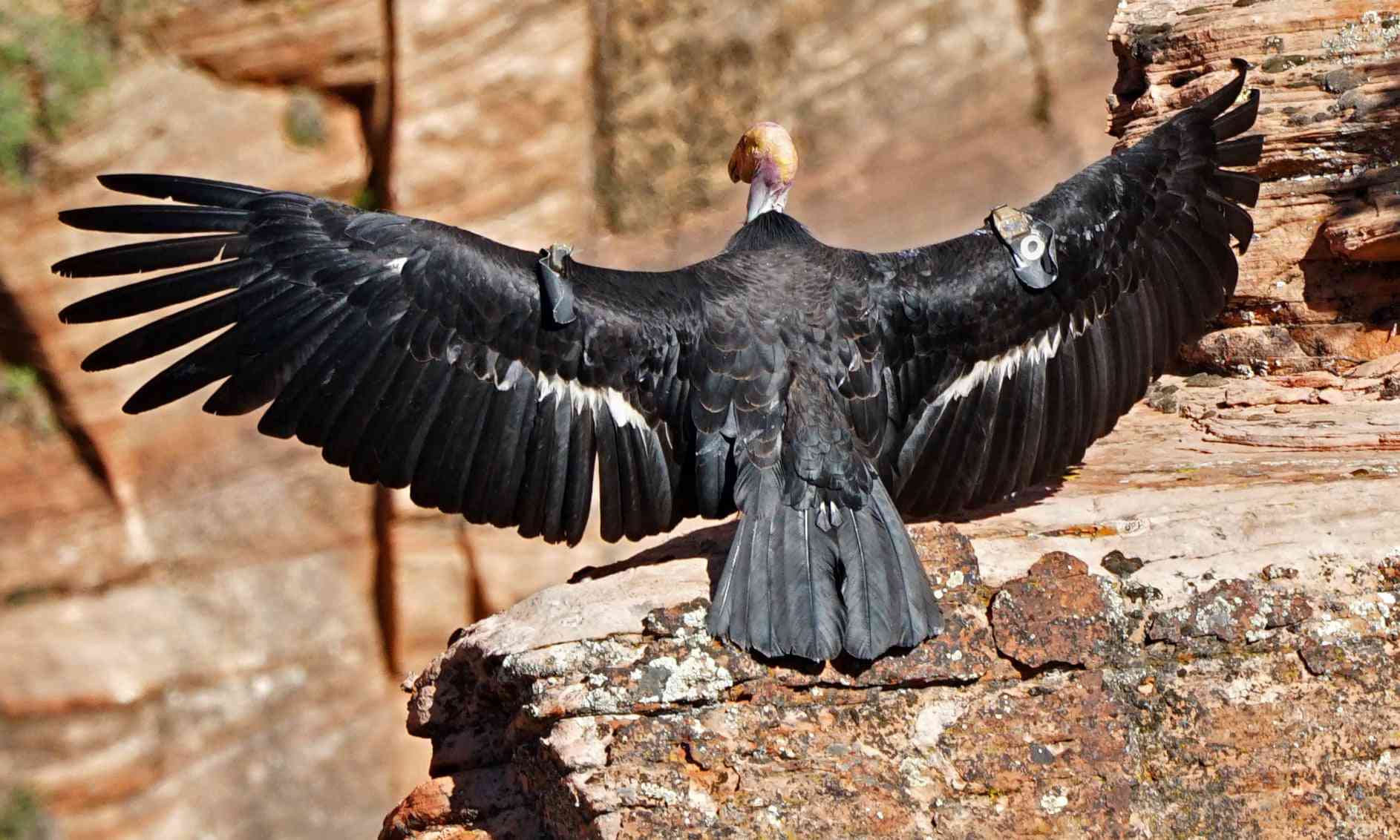 锡安国家公园的秃鹰