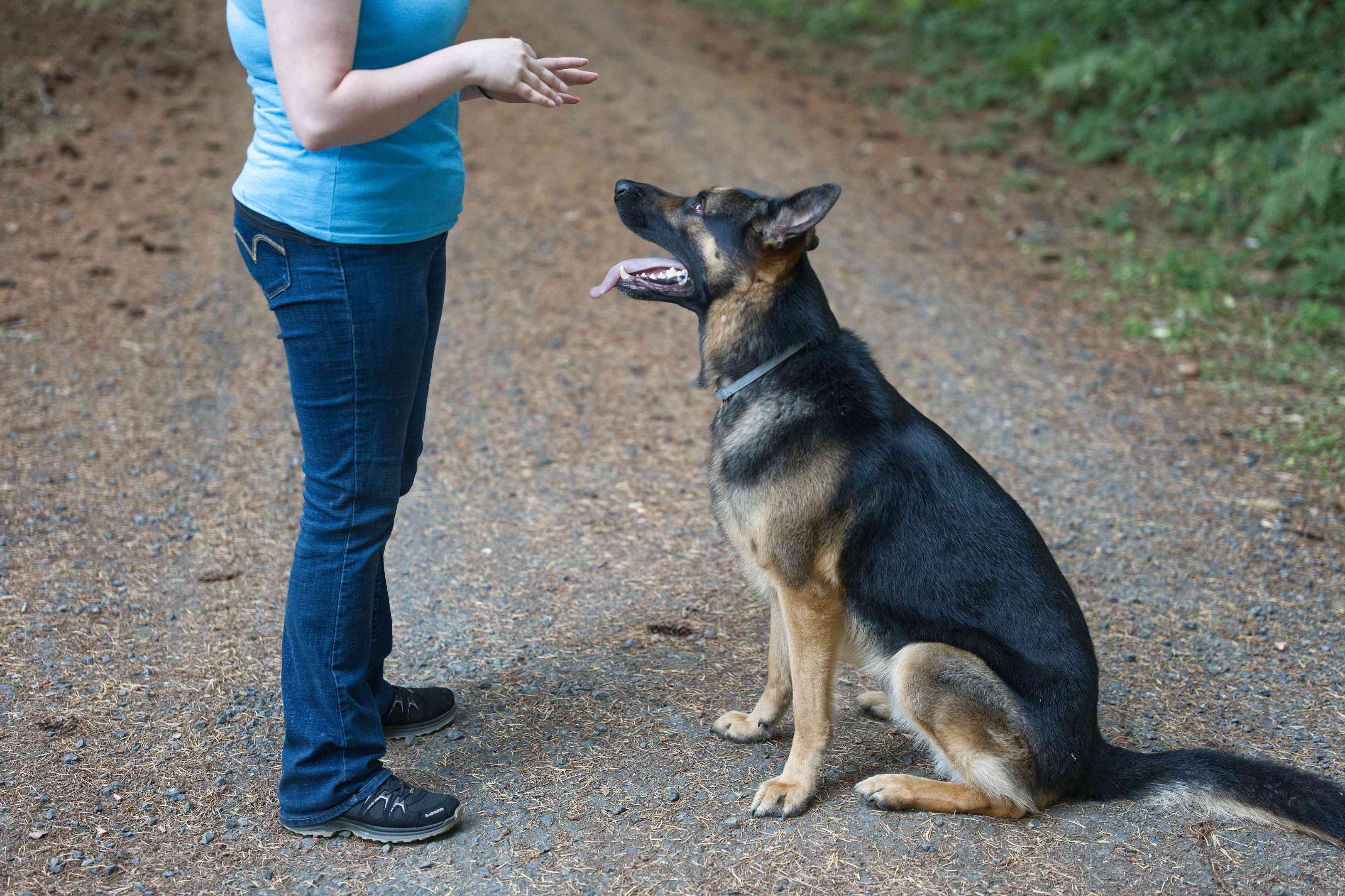 女人在室外在土路上训练德国牧羊犬用手动训练