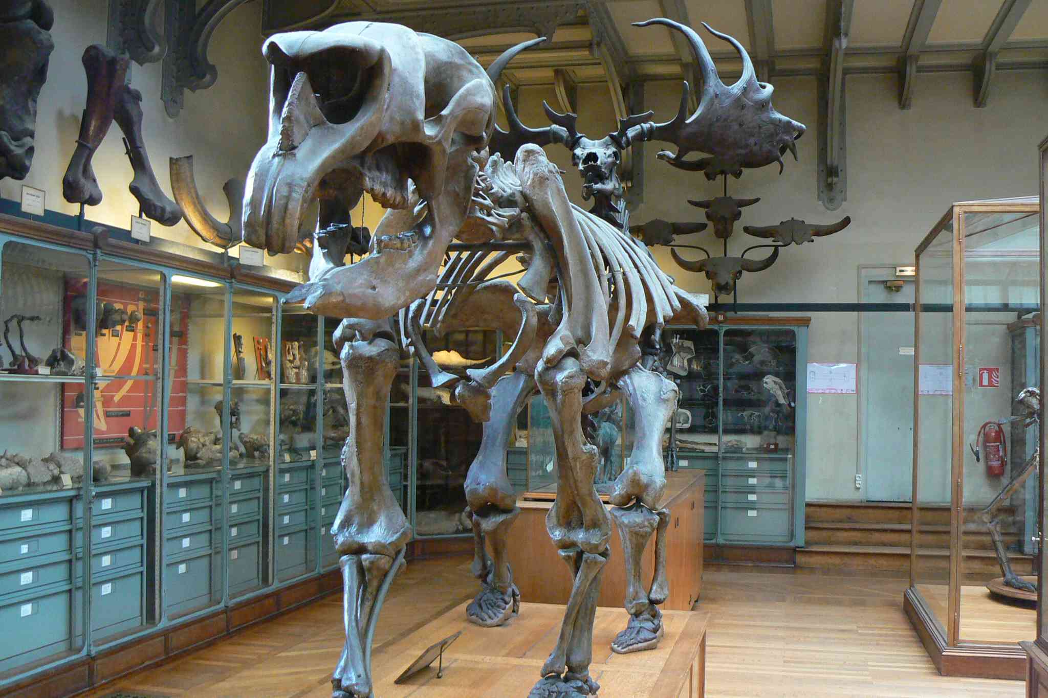 博物馆里展出的巨型双齿龙骨架