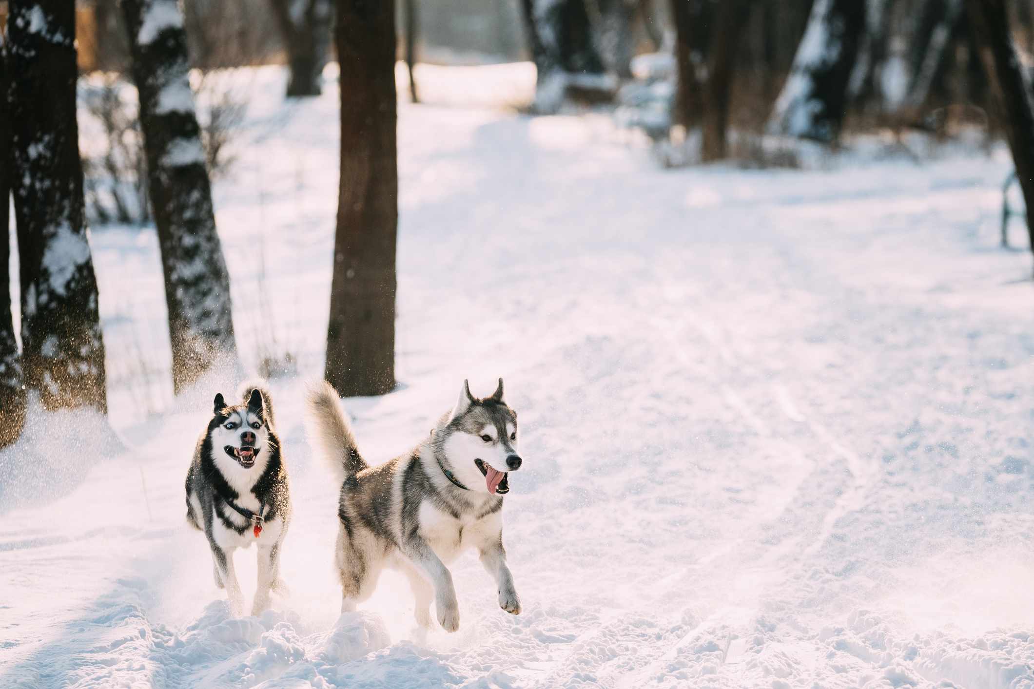 两只西伯利亚哈士奇在白雪覆盖的森林里奔跑
