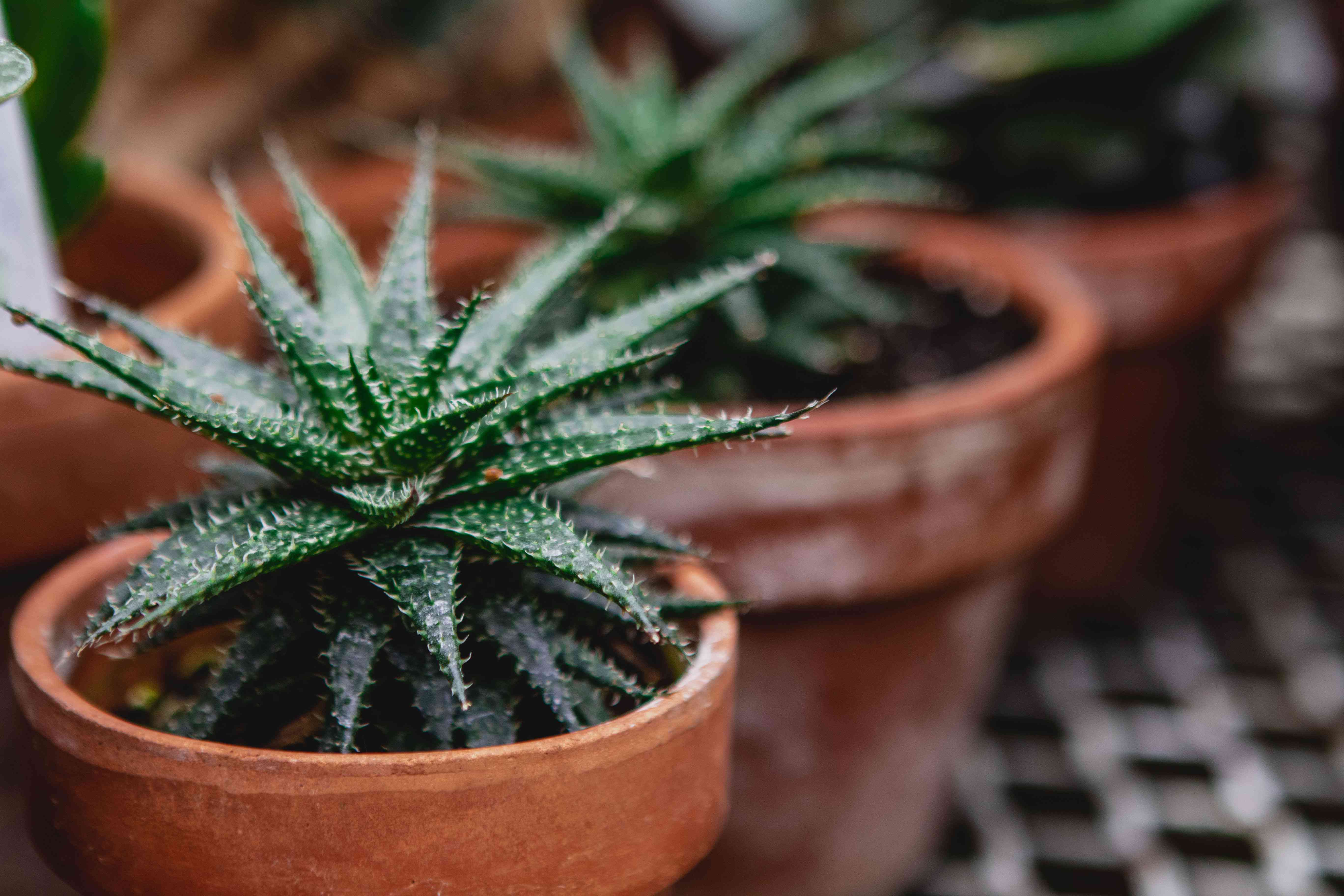 多肉植物放在陶罐里