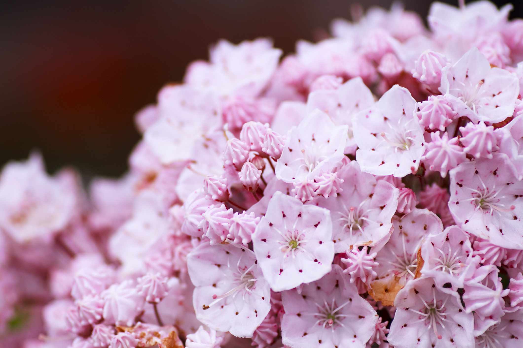 山月桂花