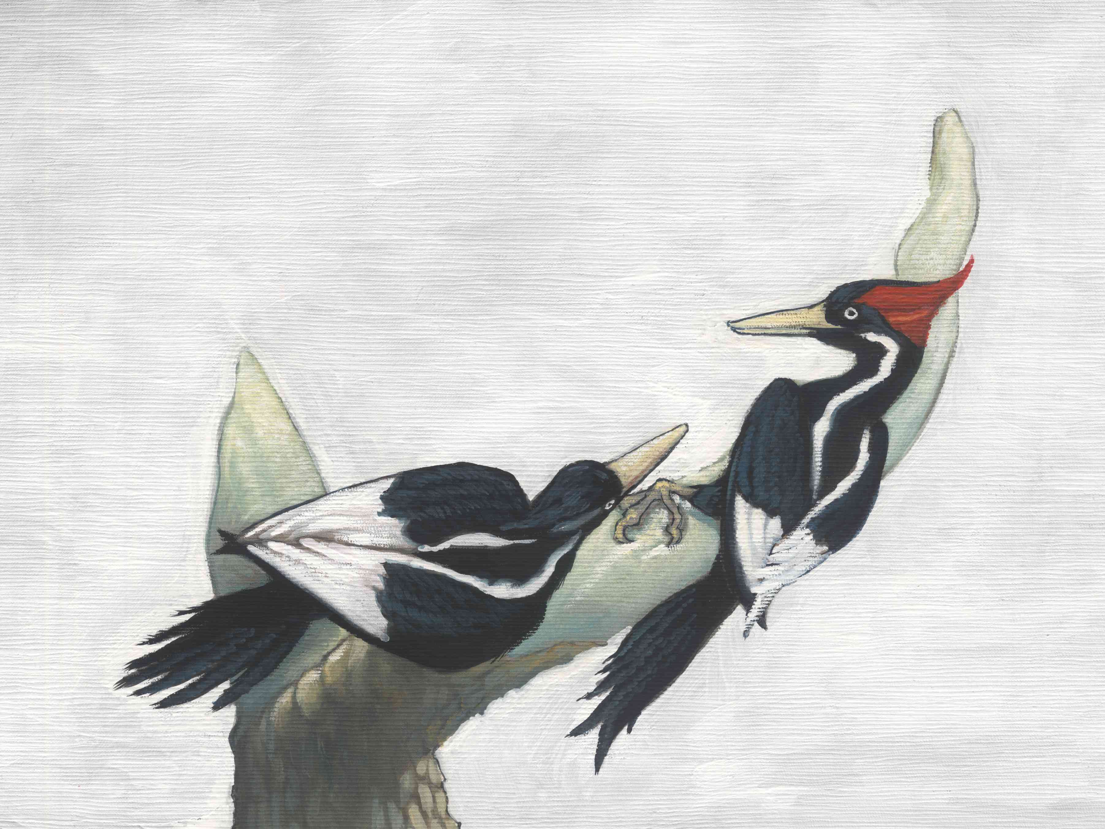 画着两只象牙喙啄木鸟。＂width=