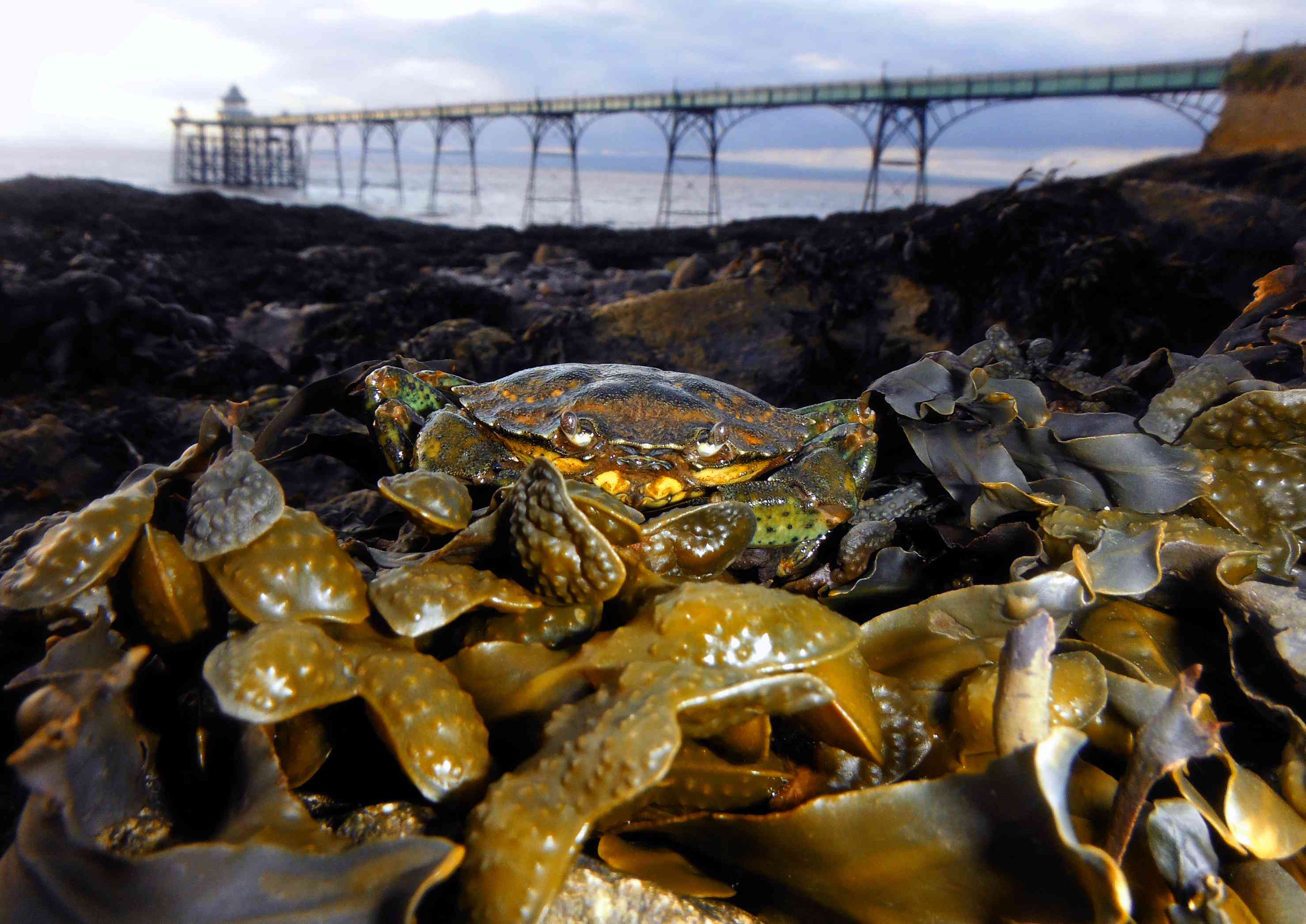 基于海藻的常见的岸螃蟹在克利维登