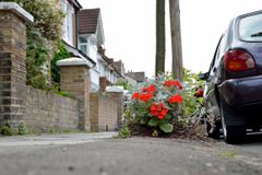 游击园艺 - 鲜花在伦敦的一条郊区道路上亮起。