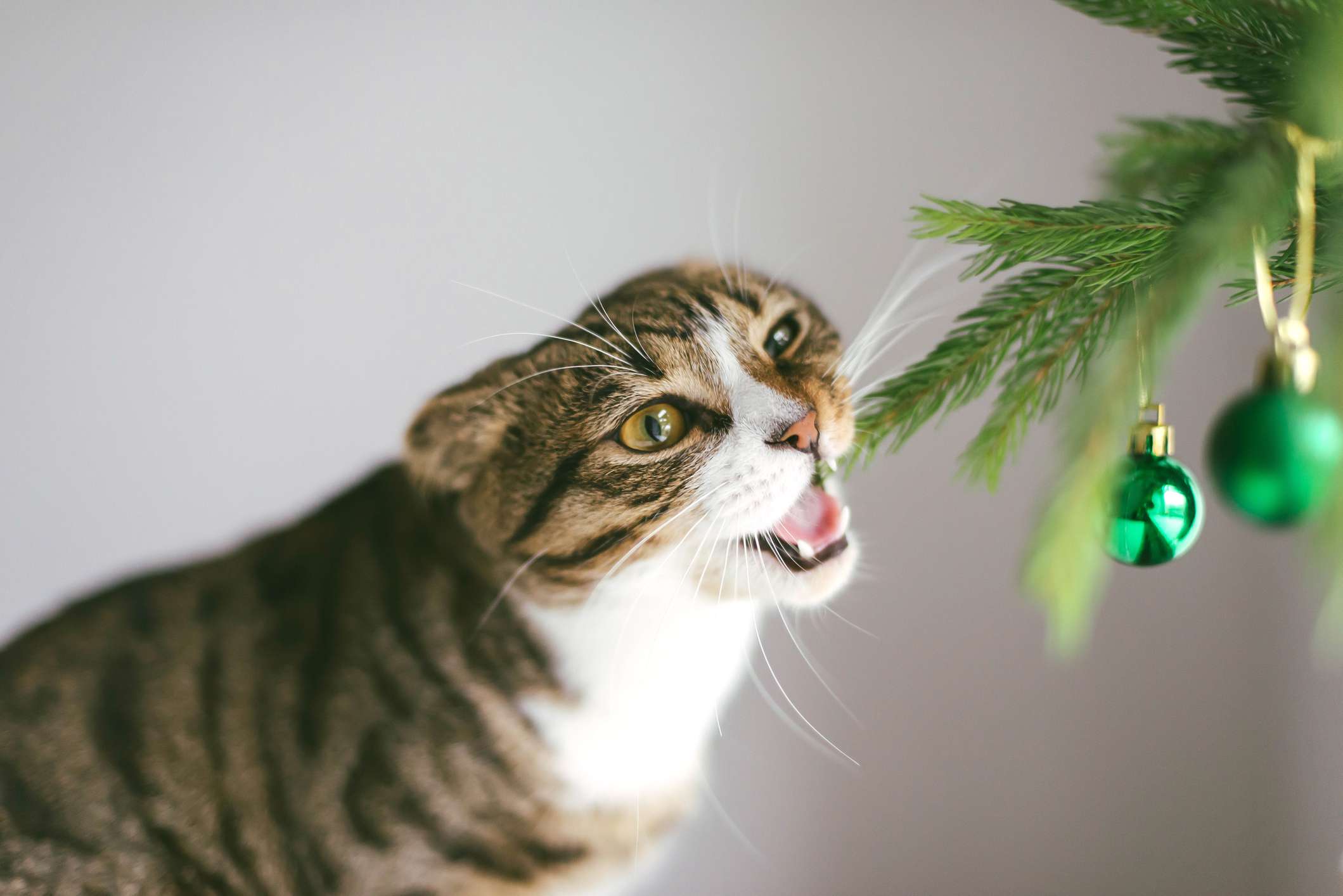 猫在啃圣诞树的针叶