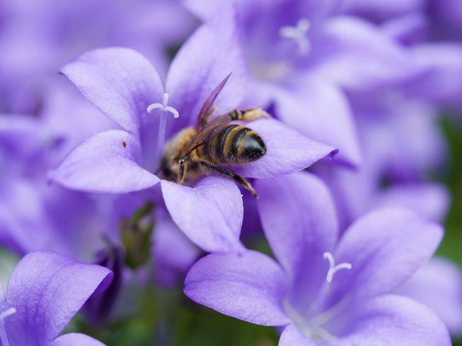 一只蜜蜂在研究一朵紫色的花＂width=
