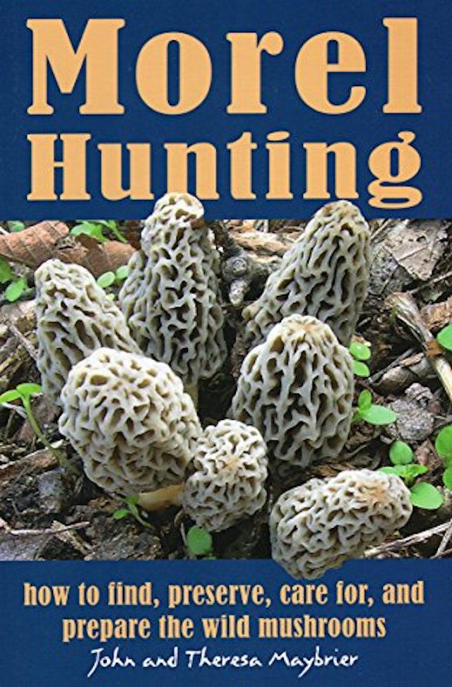 猎捕:如何寻找，保存，护理和准备野生蘑菇
