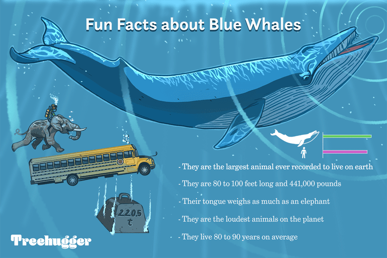 关于蓝鲸插图的疯狂有趣的事实