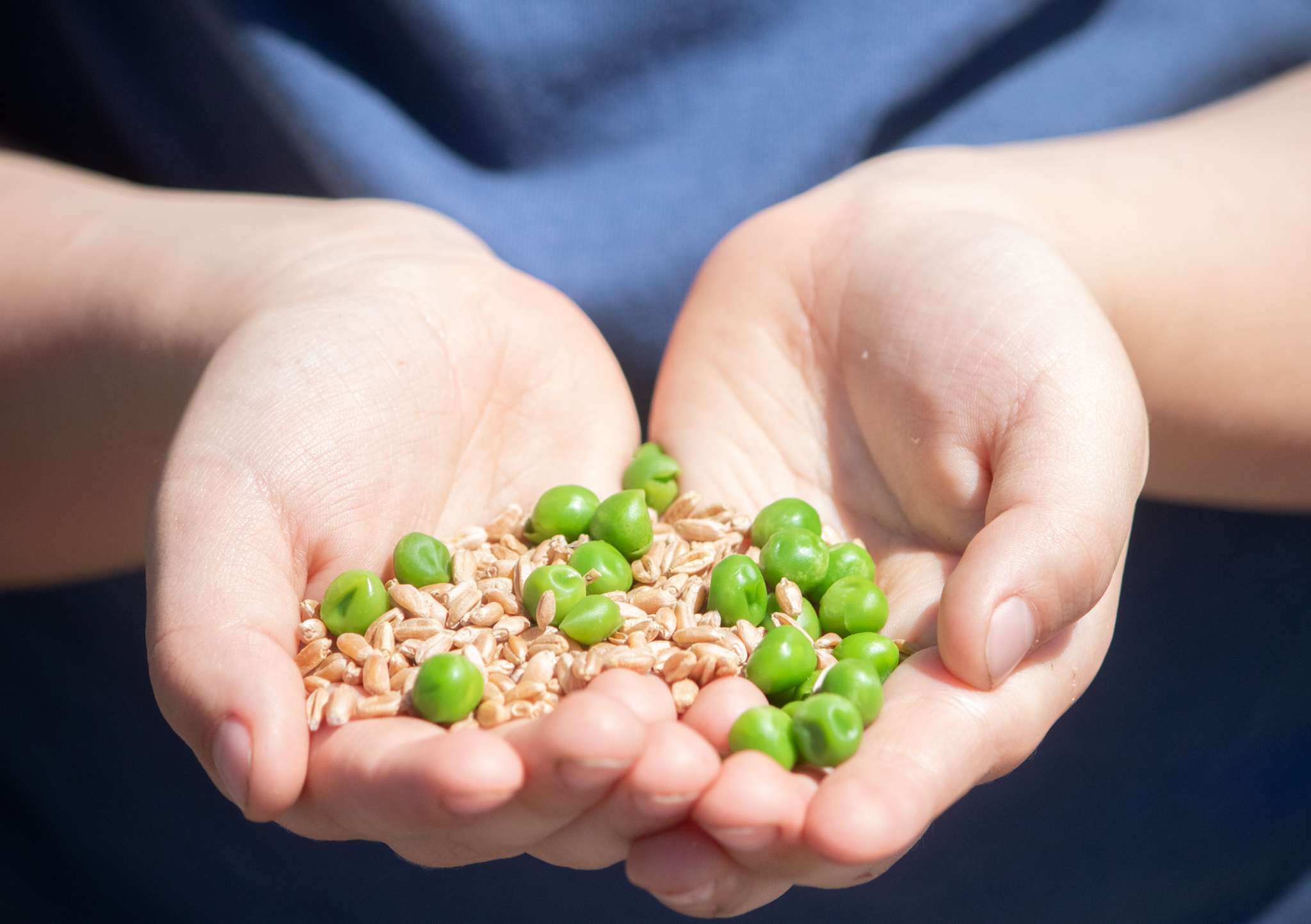 儿童的伸出手握住新鲜的豌豆和颗粒作为健康的鸭子食品