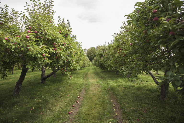 低头看果园中两排苹果树的中间