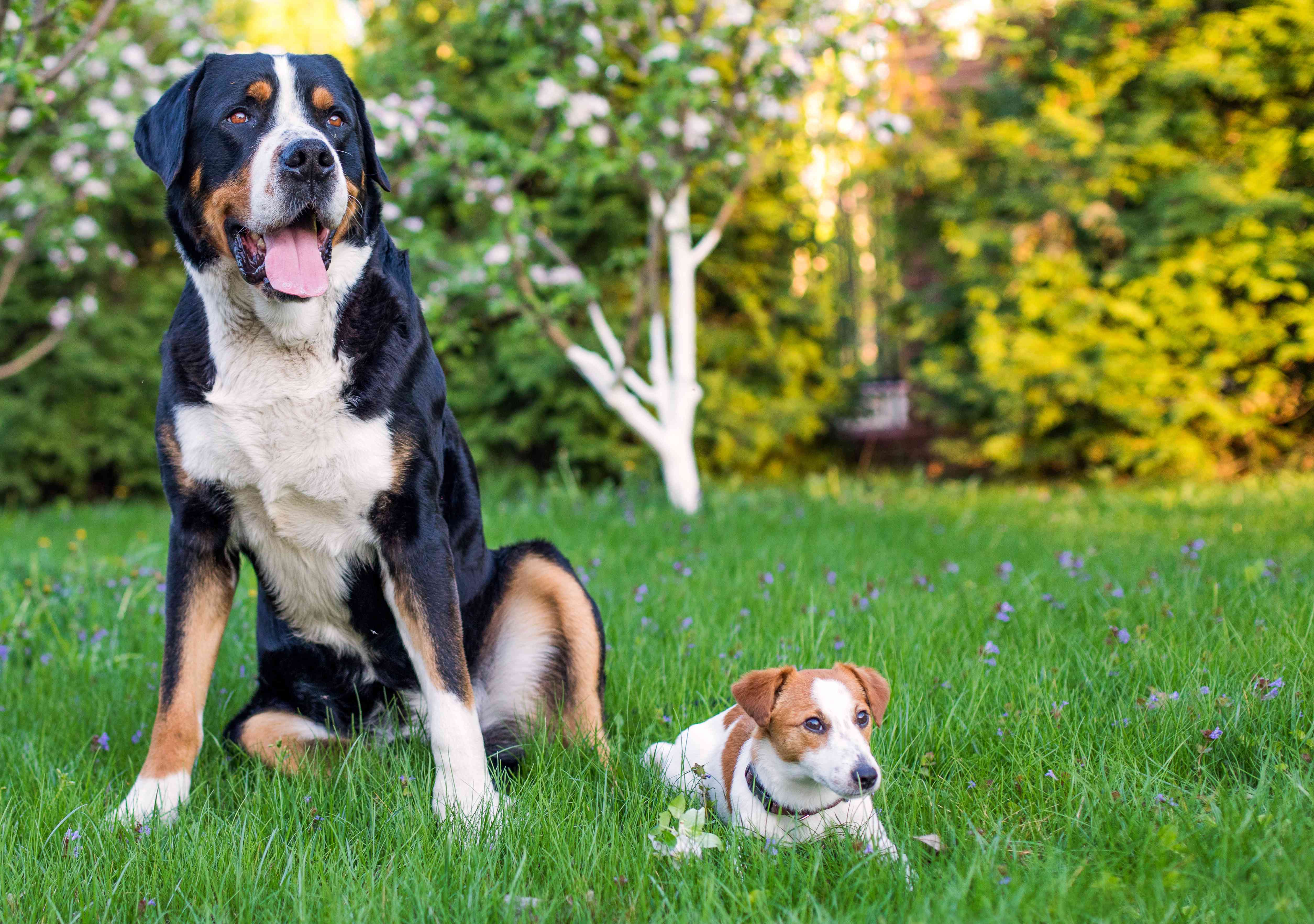 大狗和小狗坐在草地上
