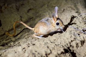 Jerboa / Jaculus小鼠标像长耳朵和尾巴的动物，站在超大后脚上。Jerboa是草原动物，引领夜行“width=