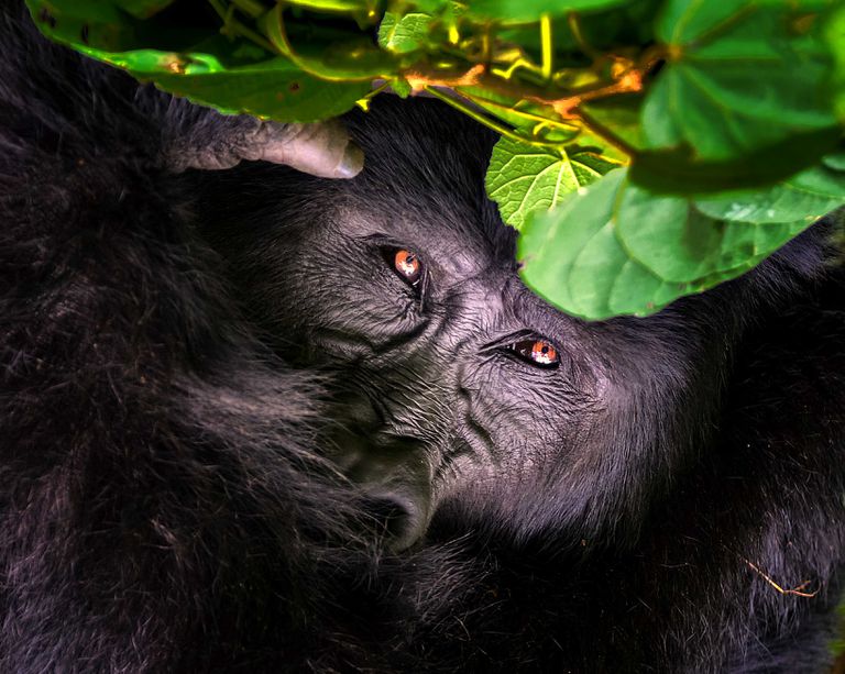 乌干达的山地大猩猩在植被中偷窥”class=