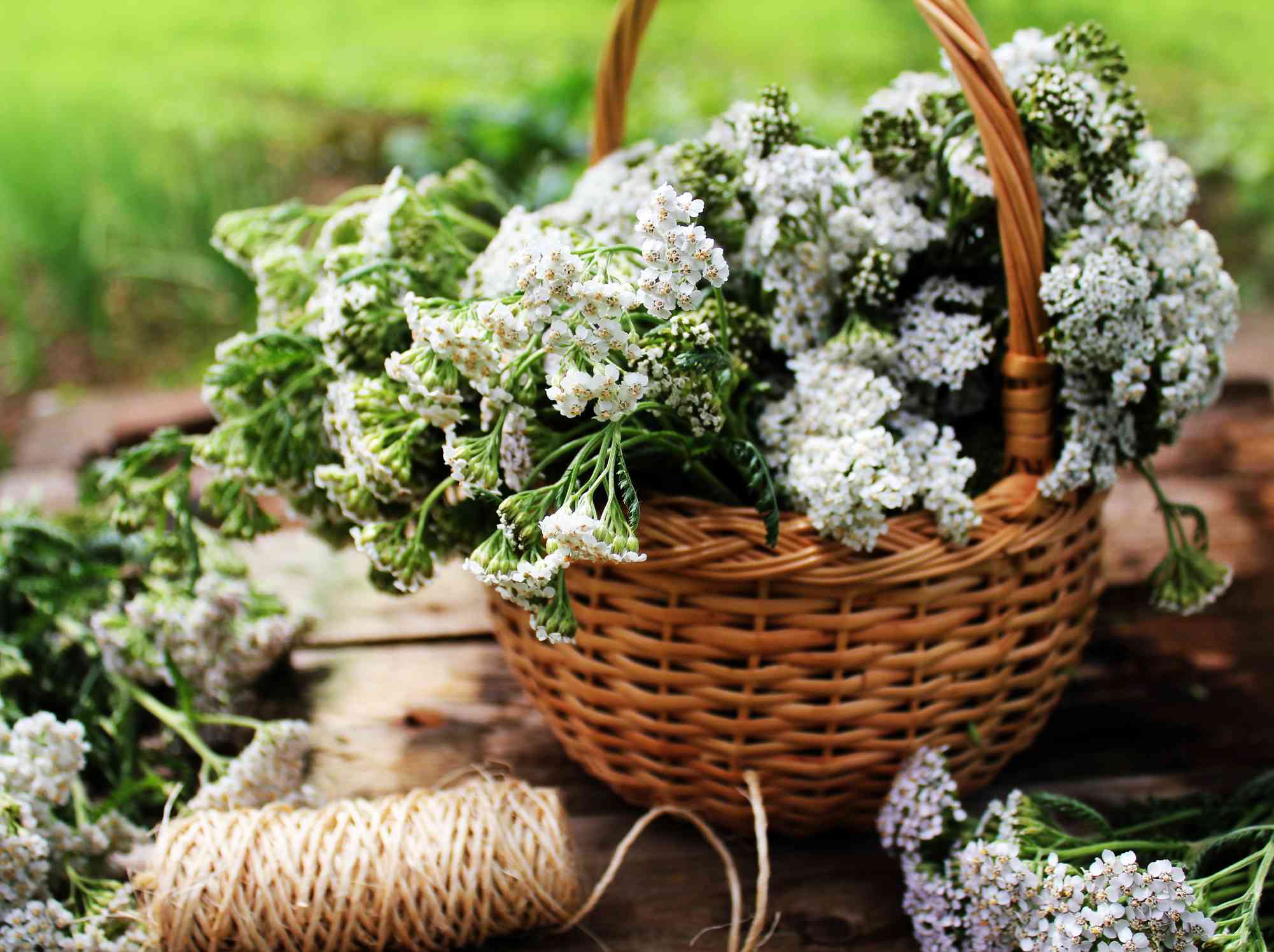 Yarrow（achillea millefolium）在篮子里