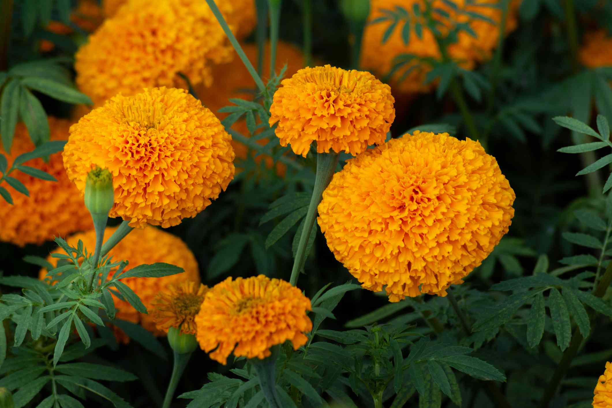 簇橙色的金盏花和绿色的叶子