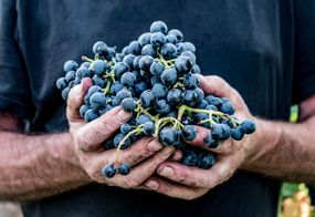 身穿藏青色衬衫的农夫，双手沾满泥土，捧着一大摞深紫色的葡萄