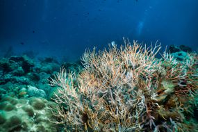 水下Ellisella柳珊瑚海扇珊瑚碳捕捉系统