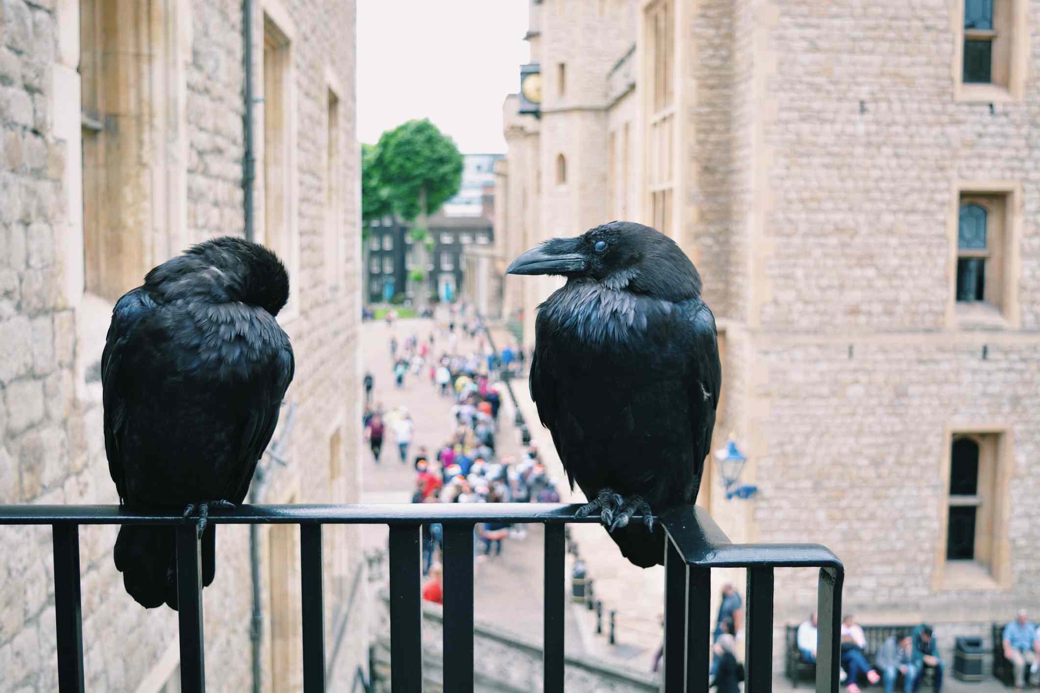 两只乌鸦栖息在栏杆上，俯瞰着繁忙的步行街＂width=