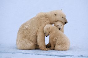 北极熊妈妈用鼻子爱抚两只幼崽