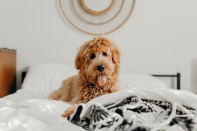 金毛狗伸出舌头坐在床上
