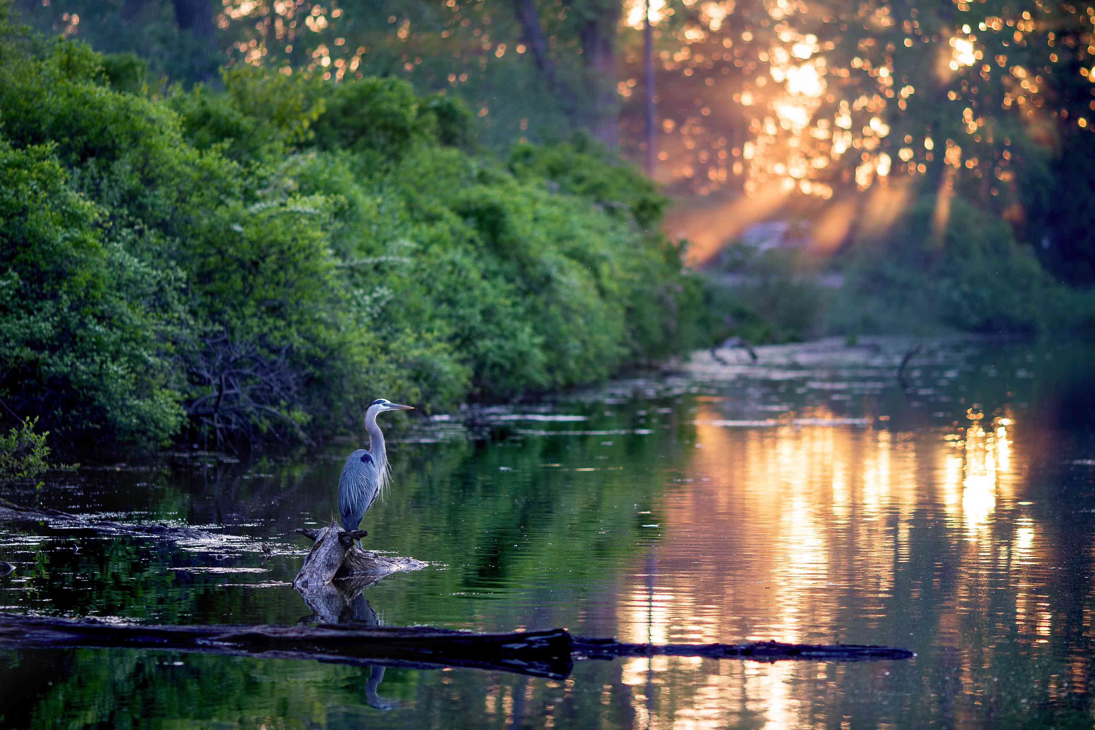 伊利湖日落时，木头上的鸟