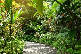 一条路穿过郁郁葱葱的热带植物。”width=