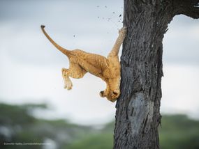 狮子暴跌的树