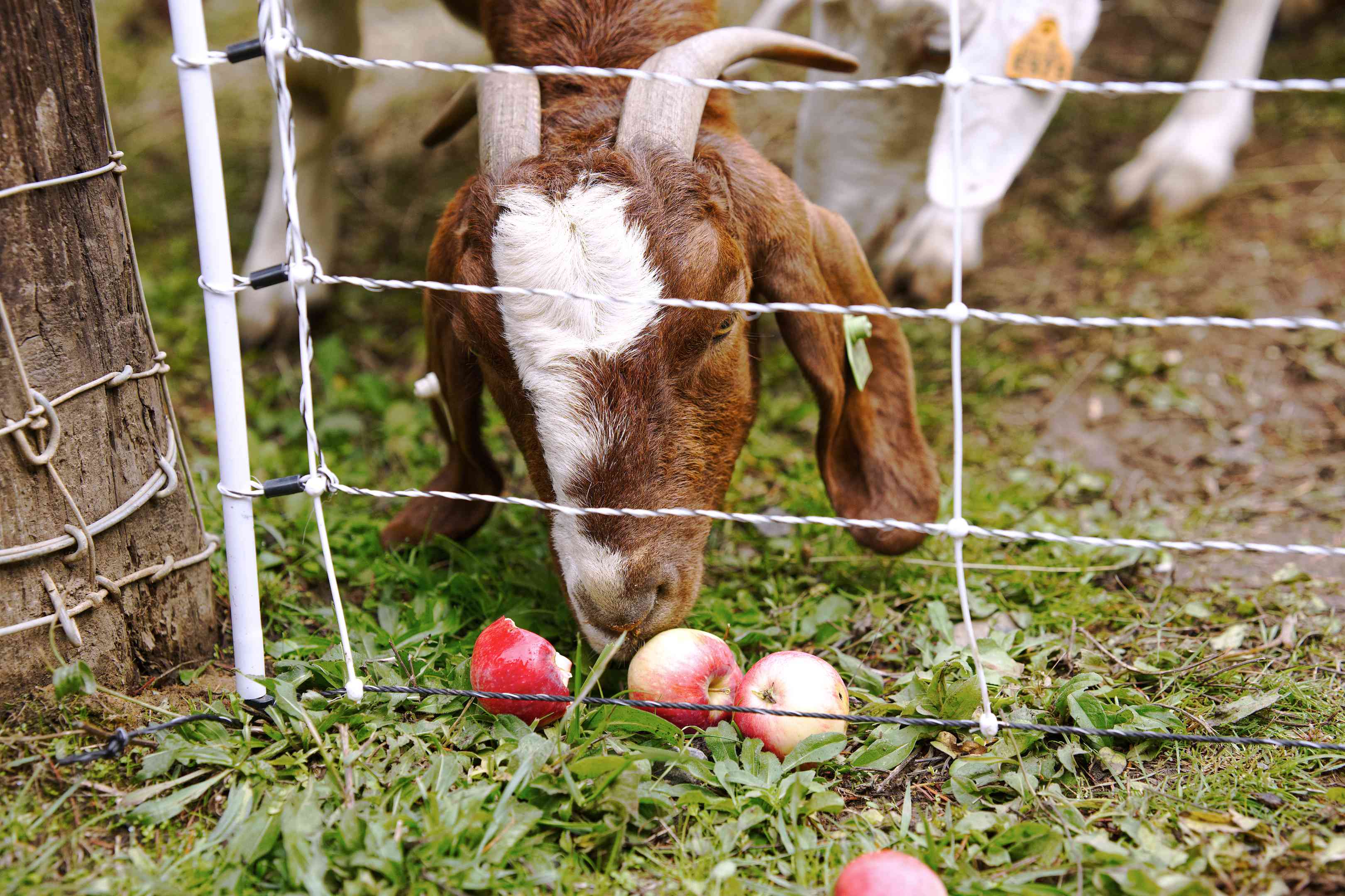棕色的山羊和喇叭吃在电线围栏附近的地面上的淡粉色苹果
