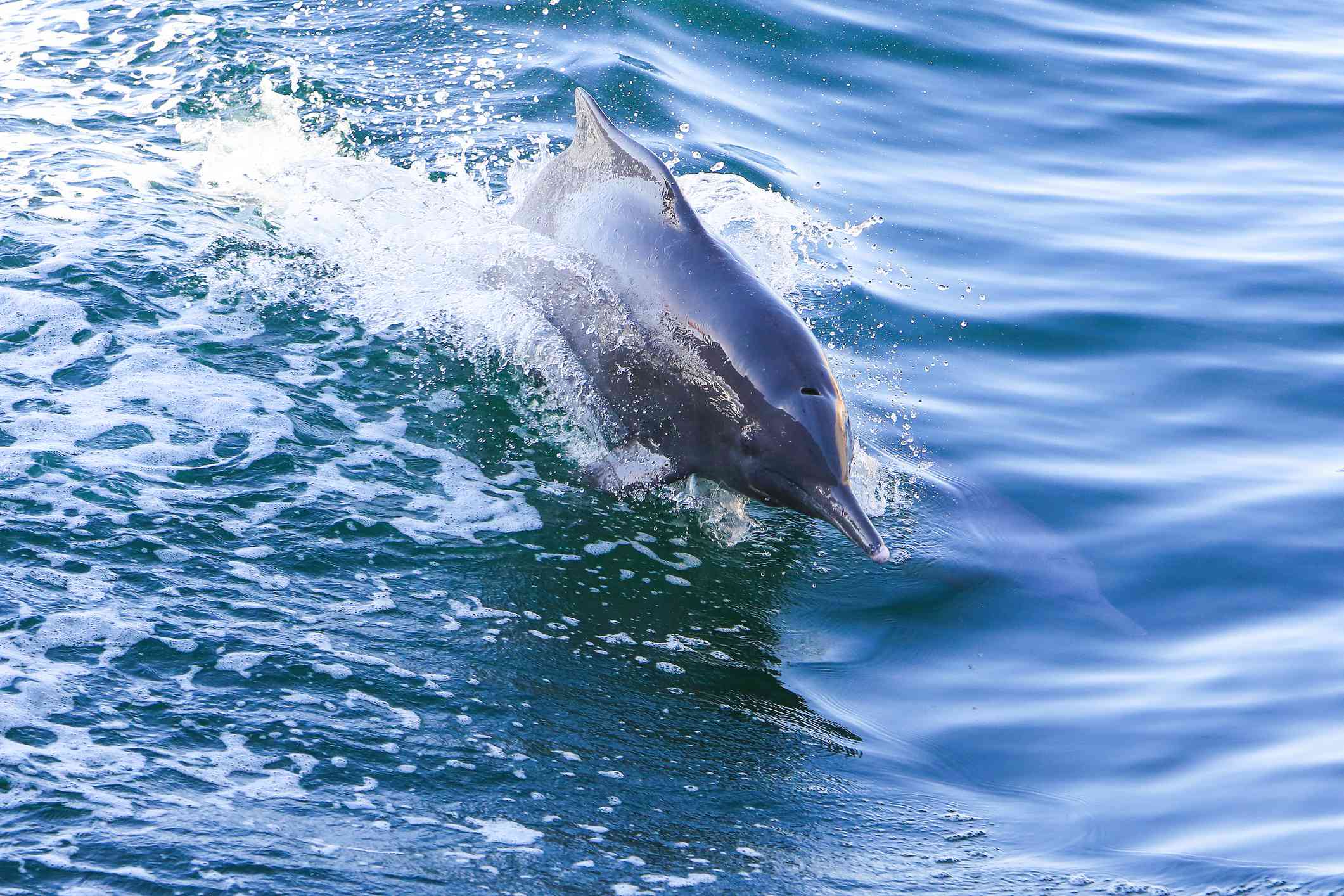 阿曼霍尔木兹海峡穆桑达姆半岛的一只印度-太平洋座头海豚