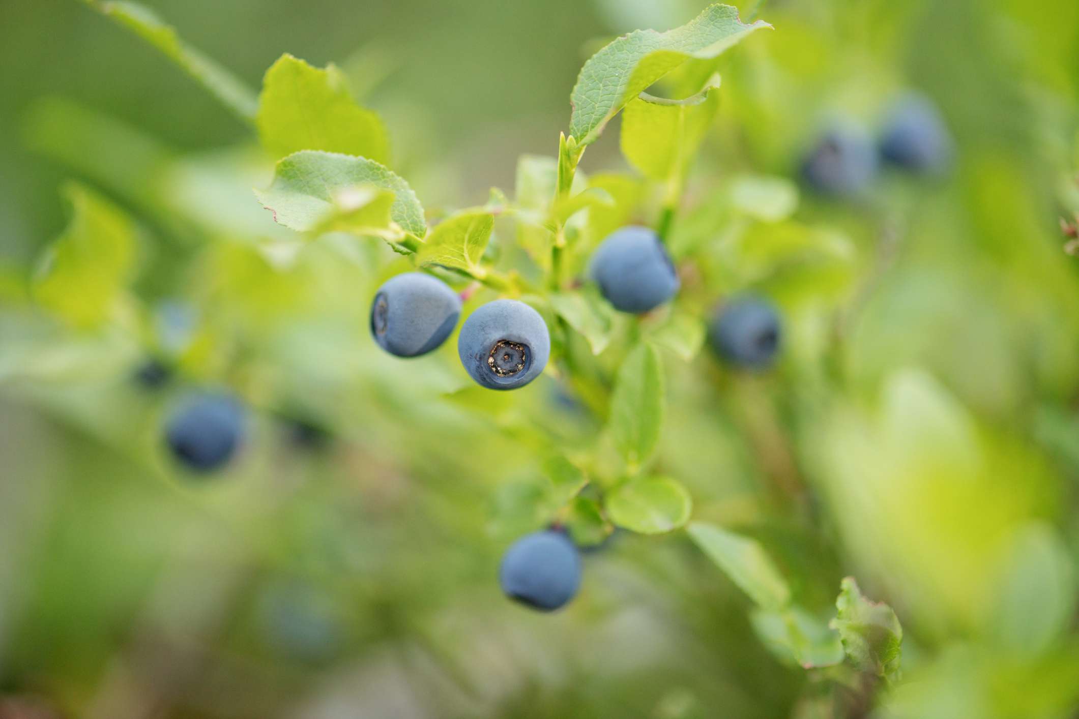 野生蓝莓丛的特写