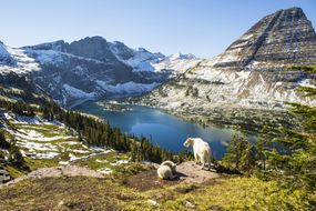 Scenic view of Glacier National Park.