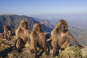 幼年狒狒坐在埃塞俄比亚的悬崖上”width=
