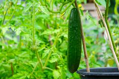 在温室中生长的新鲜绿色黄瓜的特写