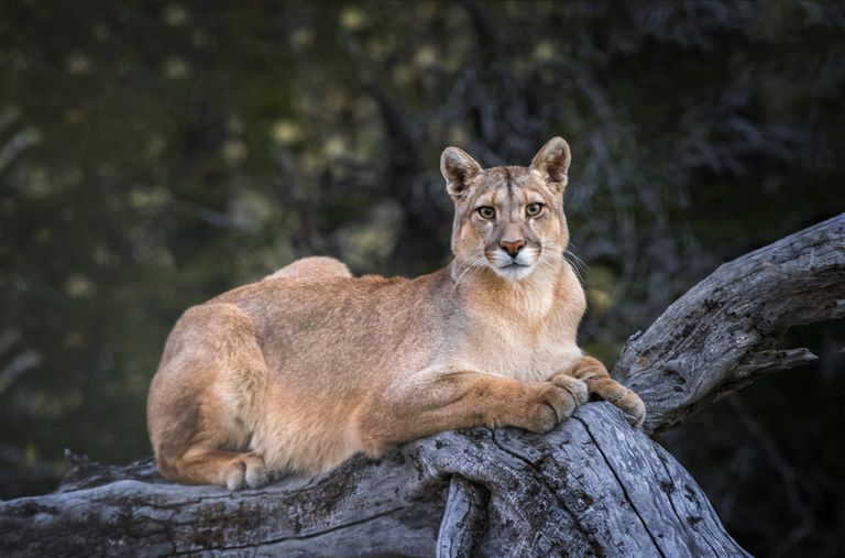 智利托雷斯·德尔·潘恩国家公园里的一只雌美洲狮＂class=