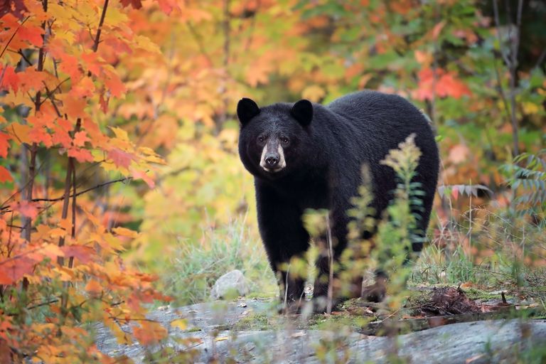 美国黑熊站在秋天的溪流附近