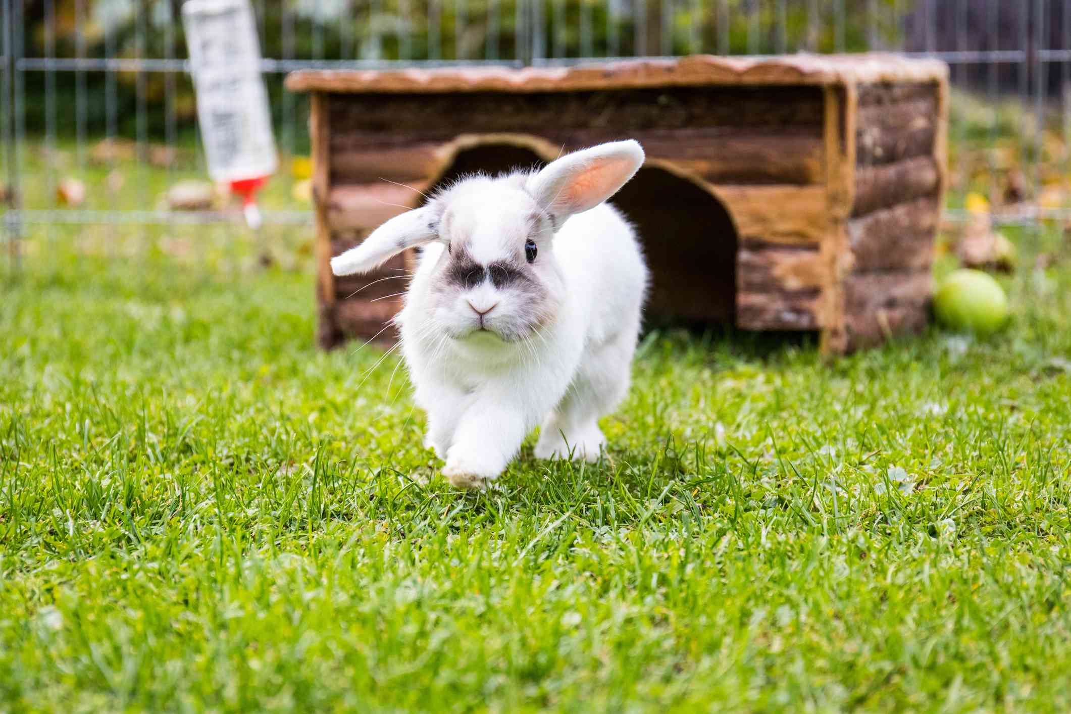 兔子在外面的围栏中奔跑