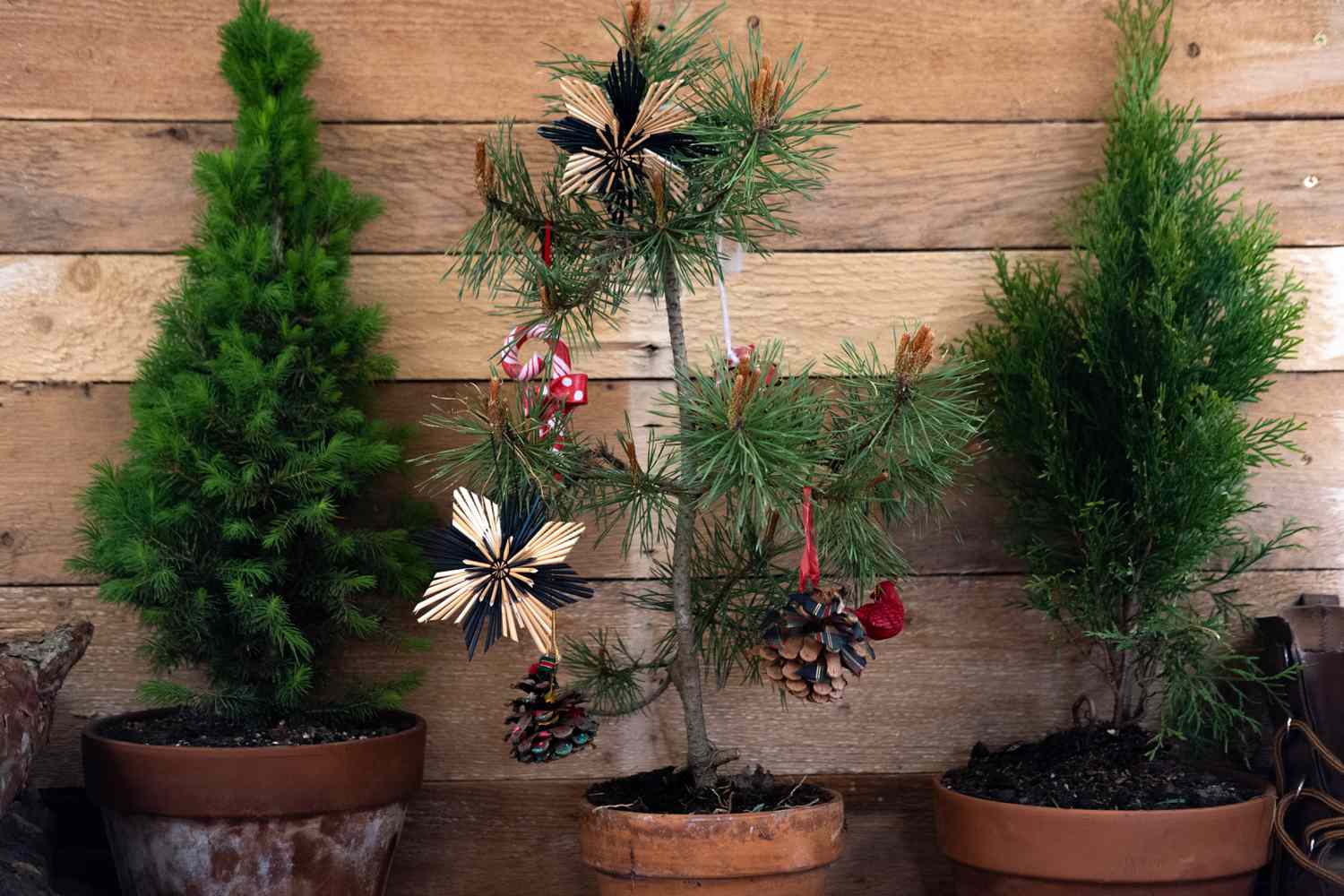 三棵盆栽活圣诞树，用装饰品装饰节日