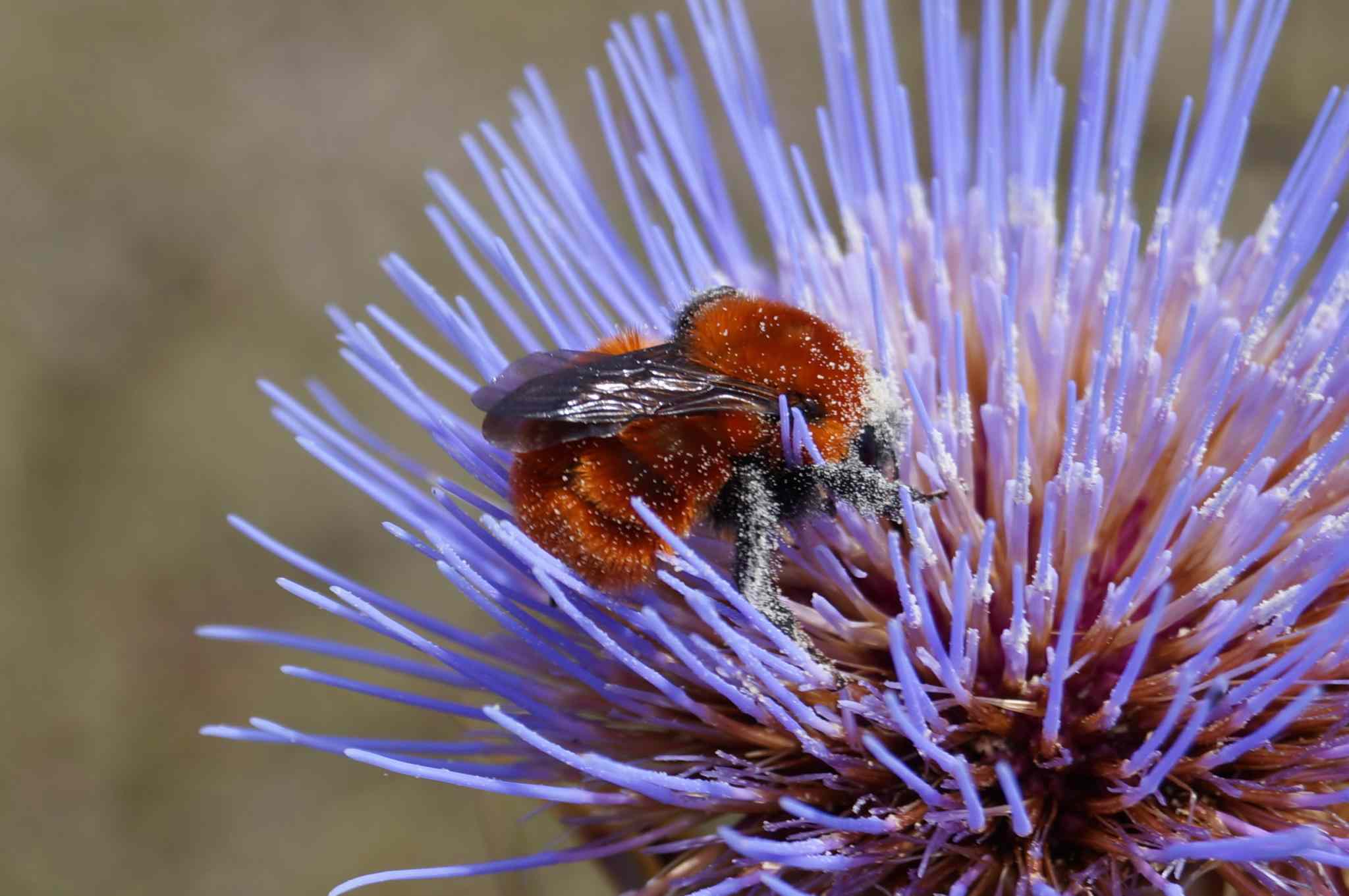 Bombus dahlbomii,原产于南美洲,是世界上最大的大黄蜂物种”width=